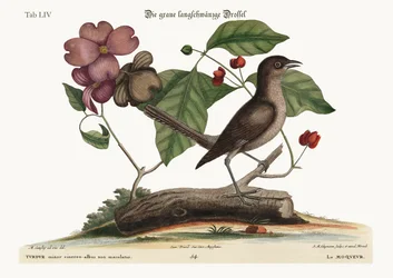 Der Spottdrossel, 1749-73